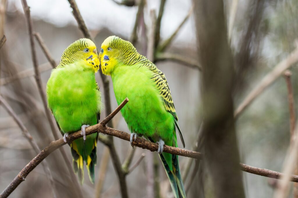 2 green Budgies