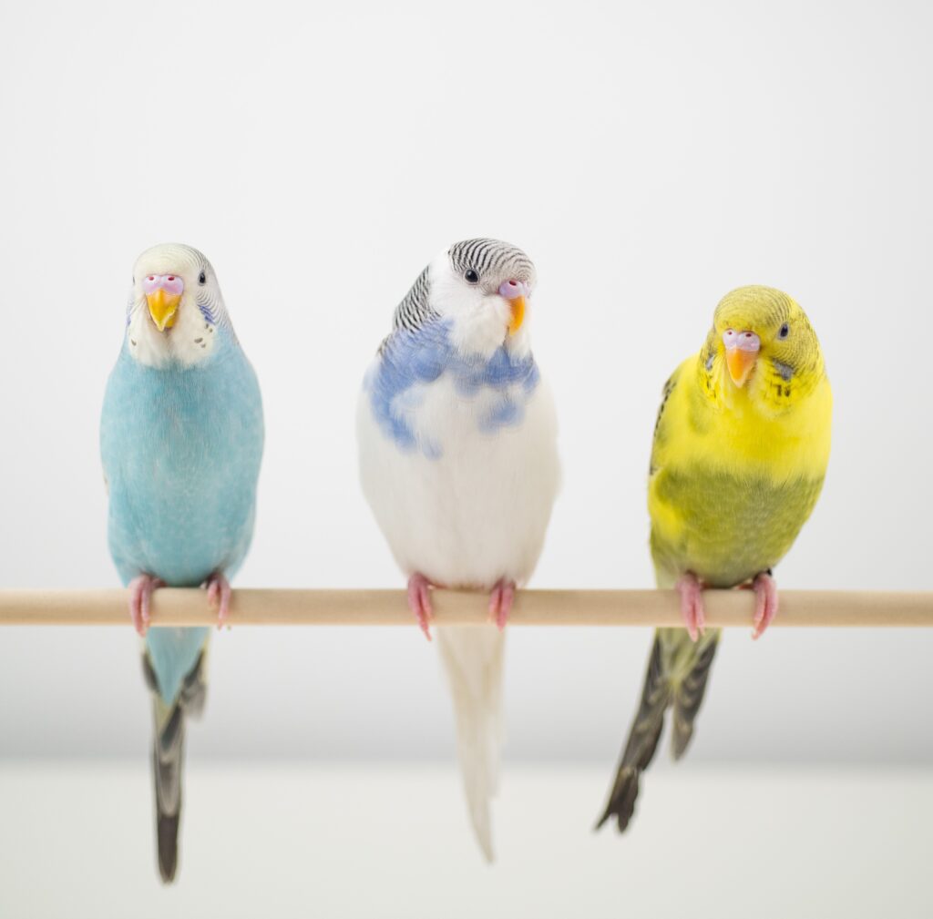 How to take care of a budgie