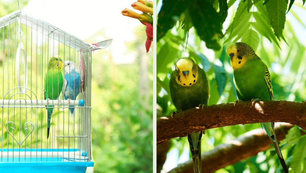 How Long Do Budgies Live