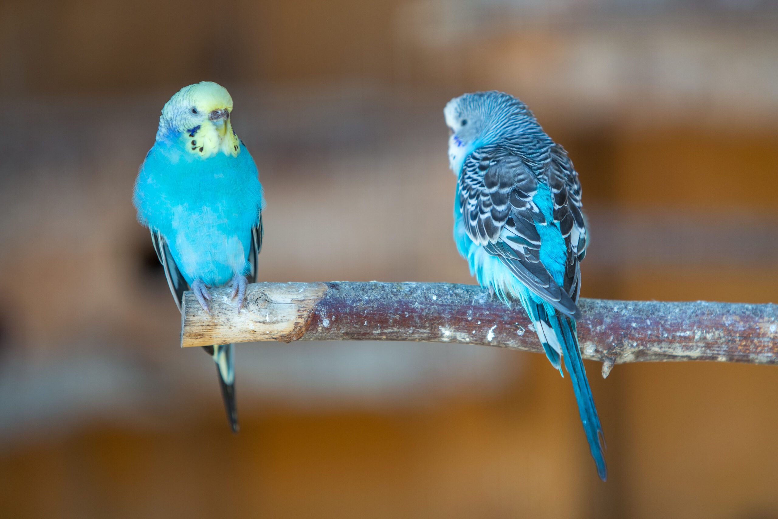 What is the Blue Pet Bird: Stunning Facts You Must Know Today